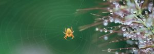 Read more about the article A spider phobia that simply ceased to exist after a single BWRT Session